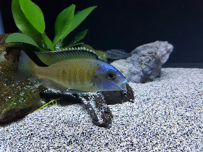 Placidochromis sp. 'electra superior' Mandalawi Reef